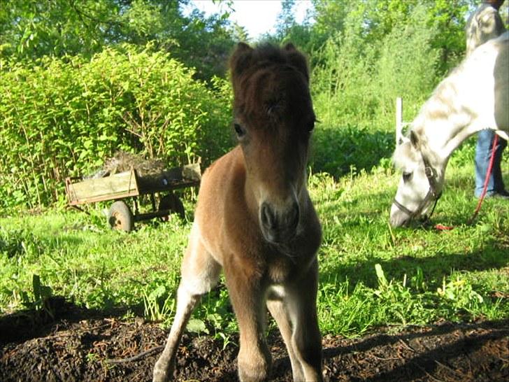 Anden særlig race Baby / Uffe billede 9