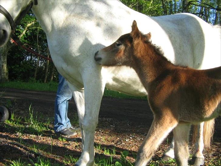 Anden særlig race Baby / Uffe billede 11