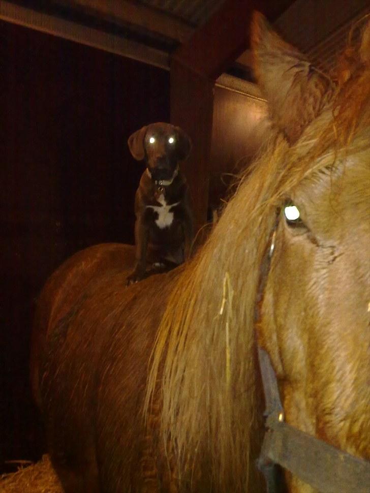 Jyde Viggo Vestdal - nu vil Bella ( hunden ) også have sin egen hest smiler billede 4