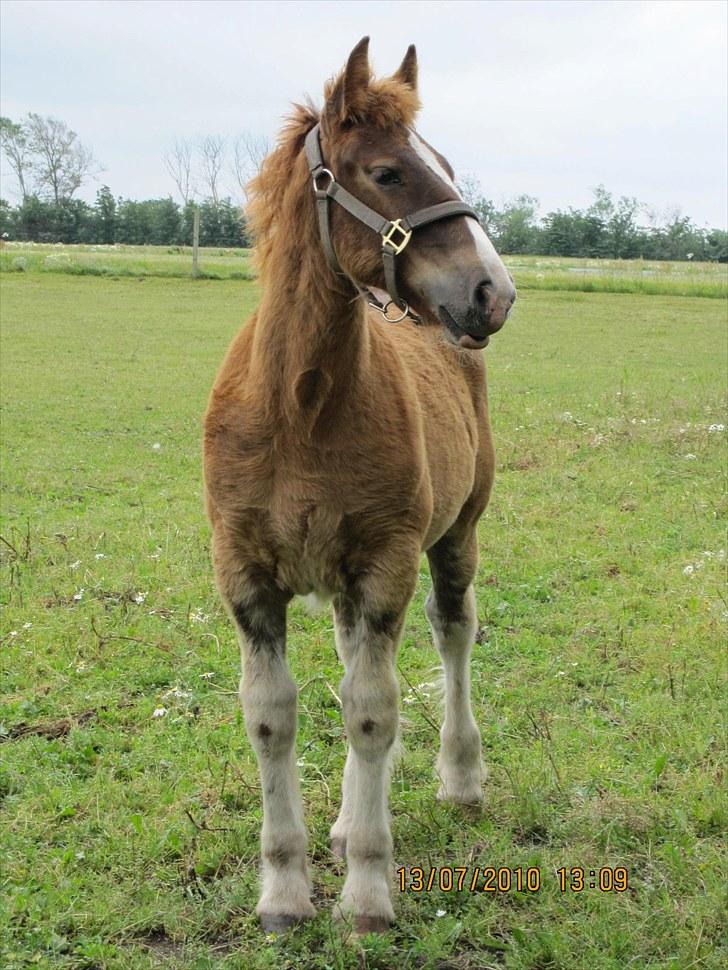 Schleswiger Enzo Toft - Enzo. Foto mig siel billede 18