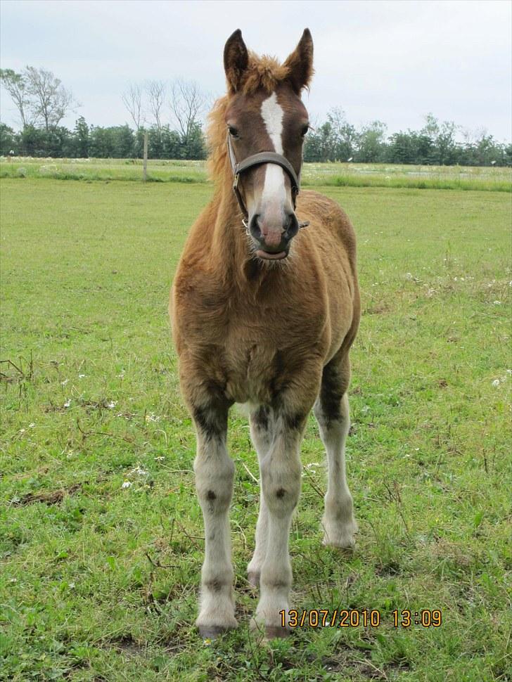 Schleswiger Enzo Toft - Enzo. Foto mig siel billede 19