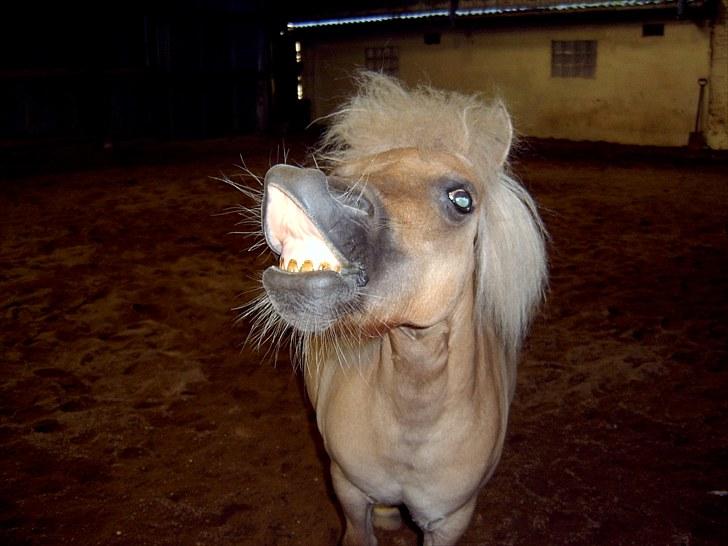 Shetlænder Champ - Smile på kommando..:D 2010 billede 14