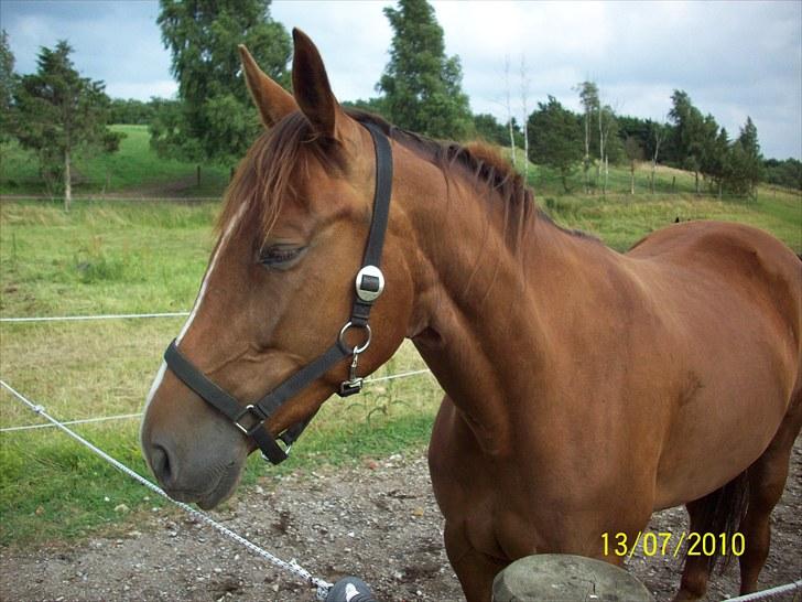 Traver Nete Halbjerg *R.I.P* ;'( - (2) Jeg Tager mig liige en slapper her i den dejlige sol! ;D Miss you my angel! *´; - du var perfekt skat!<3 billede 2