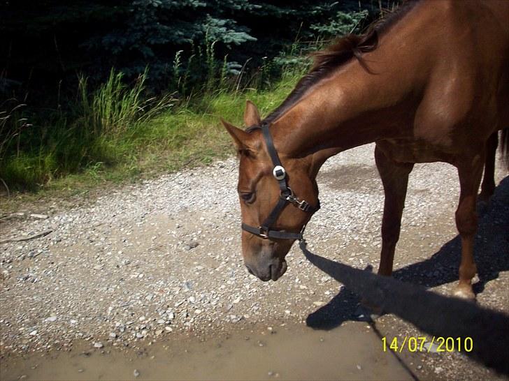 Traver Nete Halbjerg *R.I.P* ;'( - (9) Ihh vand! ;P - savner dig, din søde nysgerrige hest! :´) billede 9