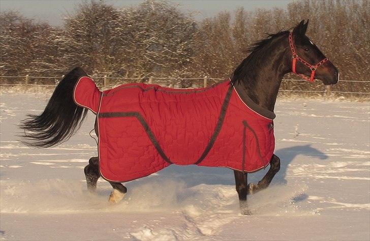 Hannoveraner Dreamgirl 11.04.2003-22.09.2012 - DG i sneen 21.12.10- taget af Camilla :o) billede 13