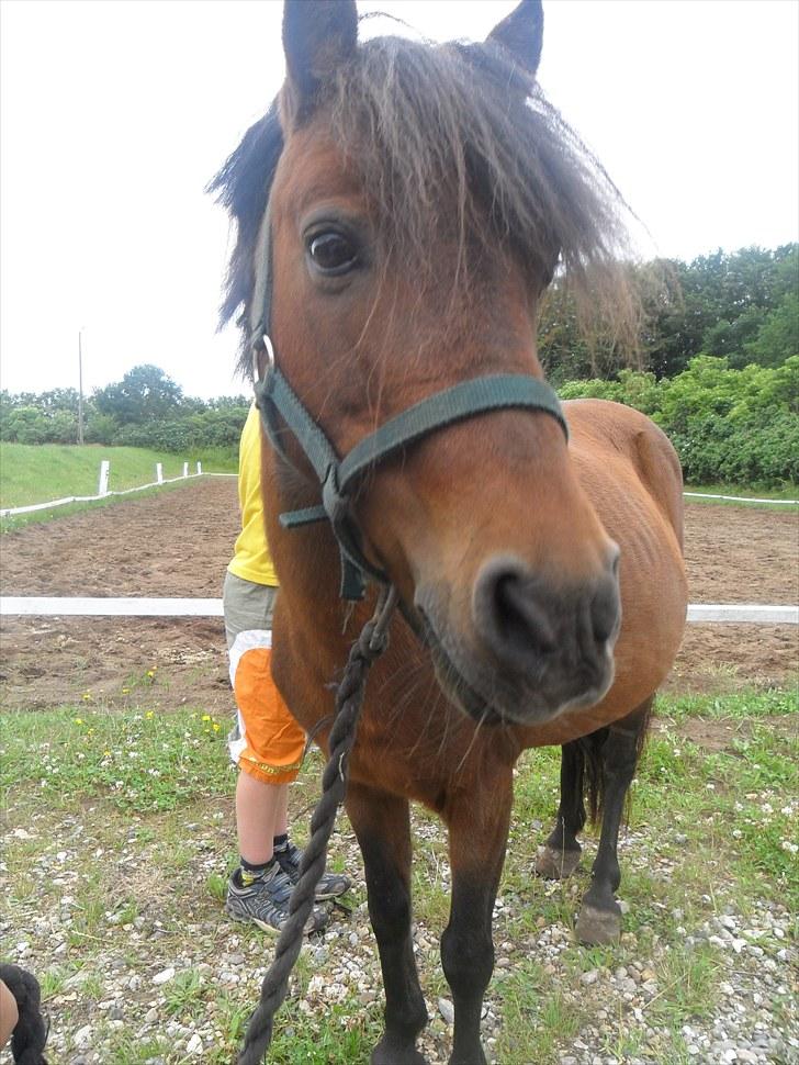 Anden særlig race Mae billede 2