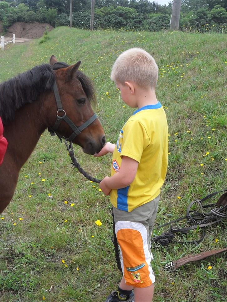 Anden særlig race Mae billede 3