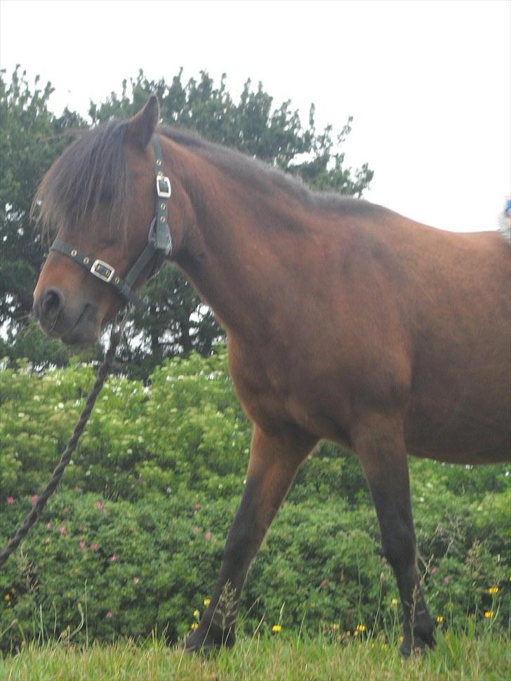 Anden særlig race Mae billede 4