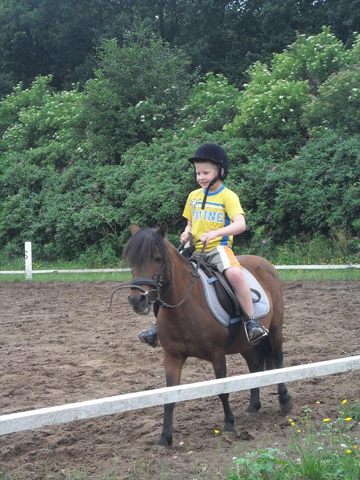 Anden særlig race Mae billede 6