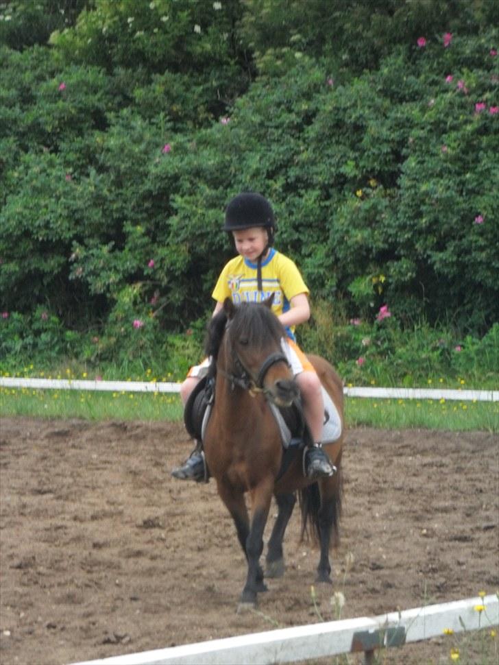 Anden særlig race Mae billede 8