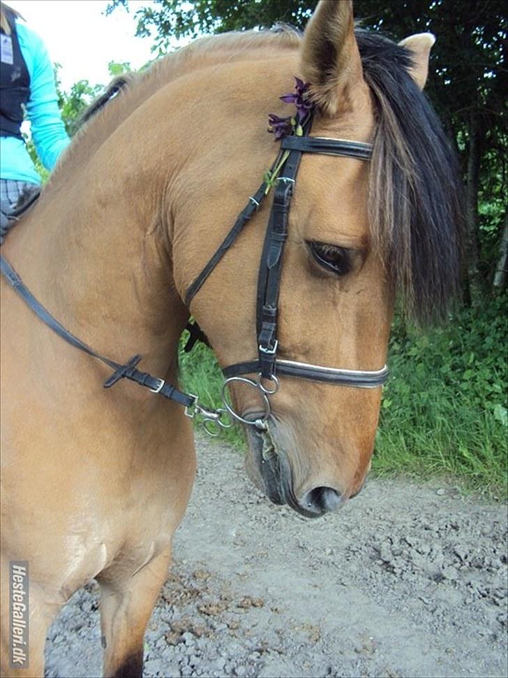 Anden særlig race Star<3*Rider* - Skridt, traver og galoppere om travbanen. Det er i skridten, April 2010 Foto: Camilla Frederiksen billede 3