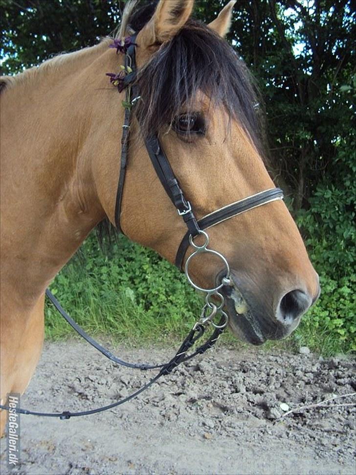 Anden særlig race Star<3*Rider* - Skridter af om travbanen, April 2010 Foto: Camilla Frederiksen billede 4