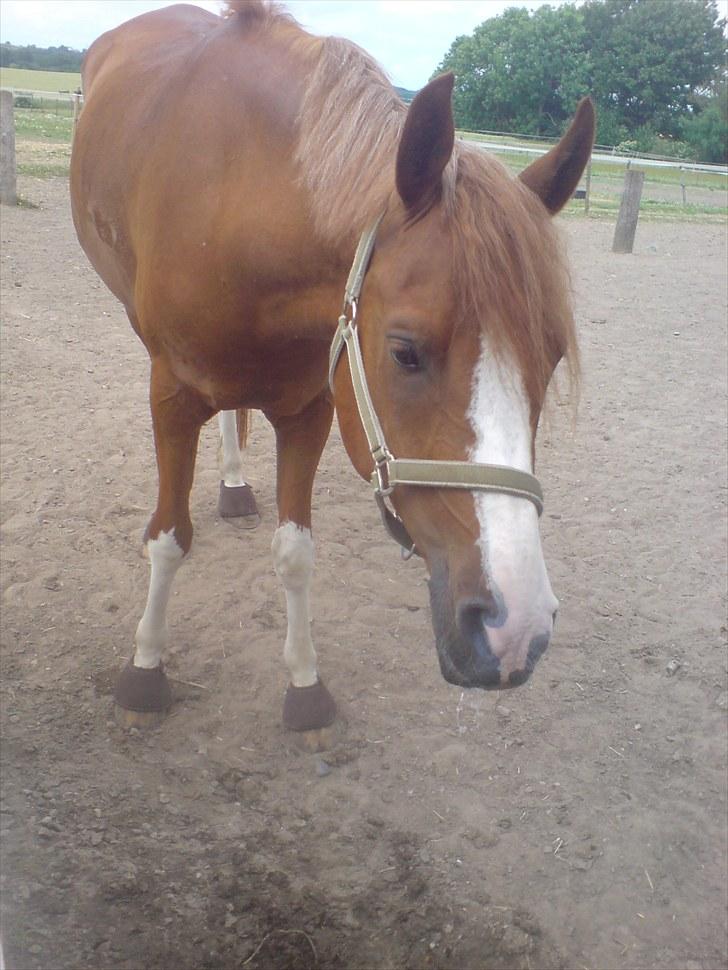 Anden særlig race Joep *SOLGT* - Lille Joep <3 billede 11