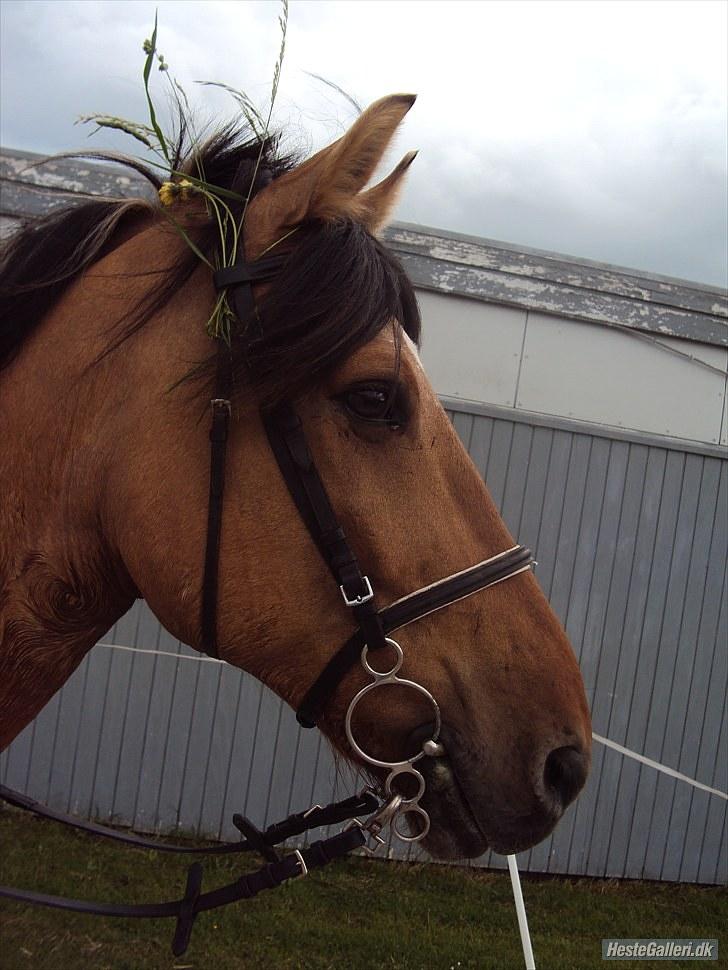Anden særlig race Star<3*Rider* - På vej i industrien, Marts 2010 Foto: Camilla Frederiksen billede 5