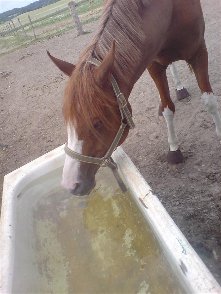 Anden særlig race Joep *SOLGT* - Ah, koldt vand. billede 12