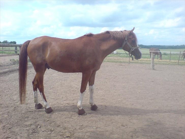 Anden særlig race Joep *SOLGT* - Lækre dyr <3 billede 13