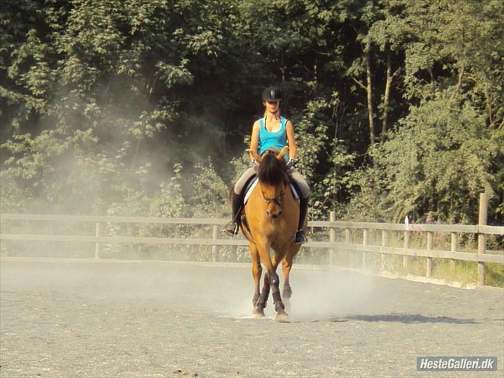 Anden særlig race Star<3*Rider* - Schenkelvigning, juli 2010. Foto: Camilla Frederiksen billede 6