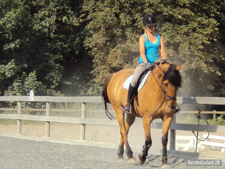 Anden særlig race Star<3*Rider* - Opvarmning, Juli 2010. Foto: Camilla Frederiksen billede 7