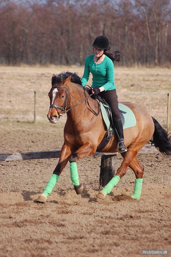 Anden særlig race  Pardo - A Part Of Me! :* -  "Hvis du syntes at det er "bare en hest" vil du måske også forstå sætninger som "bare en ven", "Bare en solopgang" eller "bare et løfte". your aamazing! - Foto: Tenna Andersen! billede 13