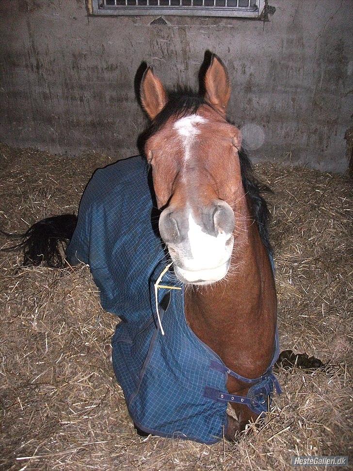 Anden særlig race  Pardo - A Part Of Me! :* -  When you come close, i get this feeling .. A feeling thats telling that you may be my soulmate. One thing i know for sure. You are my best friend.! (y) Foto: Tenna Andersen! billede 4