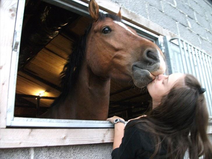 Anden særlig race  Pardo - A Part Of Me! :* - - "Tal med hesten. Den lytter mere end de fleste mennesker du taler med!.". Foto: Celina Andersen!  billede 5