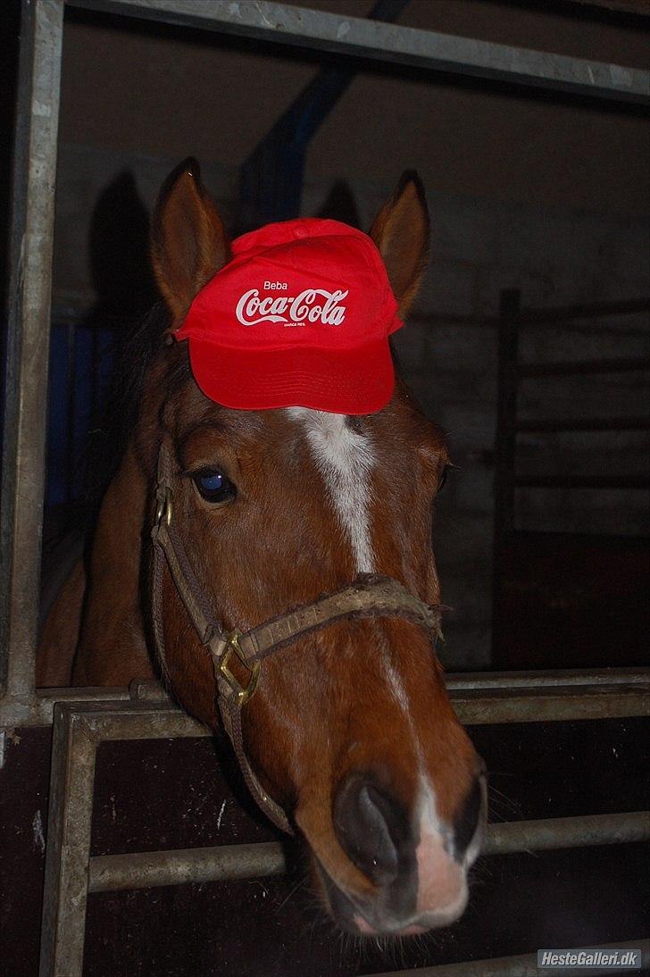 Anden særlig race  Pardo - A Part Of Me! :* - - The way you look at me, make me belive that you are an angel thats come´d down from heaven.! Foto: Tenna Andersen! billede 6