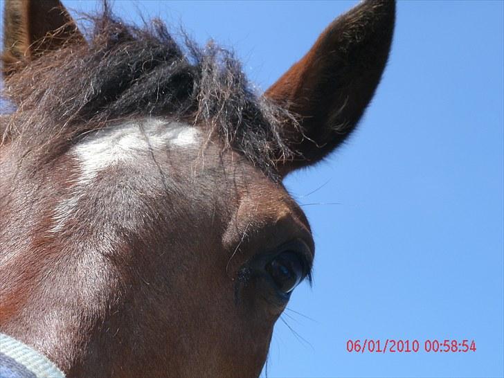 Anden særlig race Mr. Pegasus - *NYT* Jeg spise dig Emilie -.-  billede 16