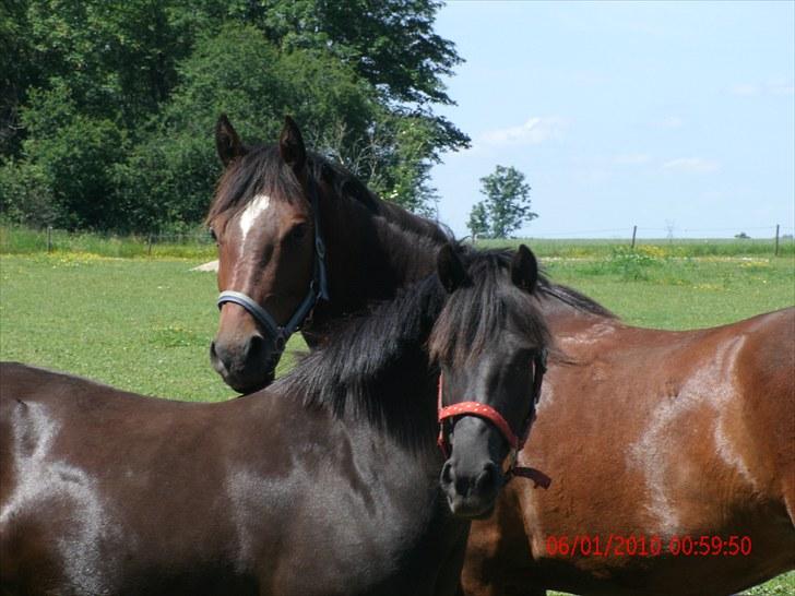 Anden særlig race Mr. Pegasus - *NYT* nuurh i er altså søde i 2 :) billede 17