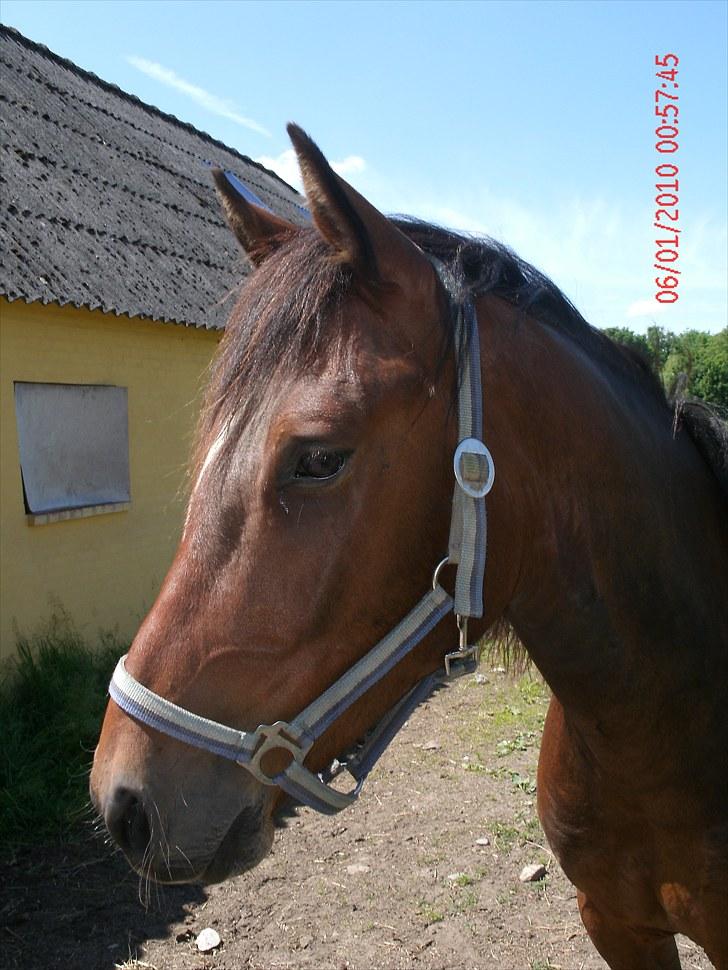 Anden særlig race Mr. Pegasus - *NYT* smukke dreng :´) billede 18