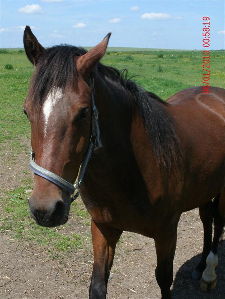 Anden særlig race Mr. Pegasus - oorg det er hårdt at være hest i den varme :( billede 19