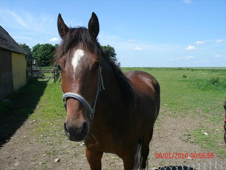 Anden særlig race Mr. Pegasus - *NYT* dejlige Pegasus på en dejlig VARM sommerdag! :´) billede 20