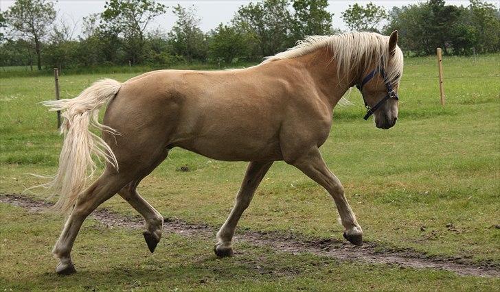 Haflinger Rabæks Cuba - Min baby :) billede 3