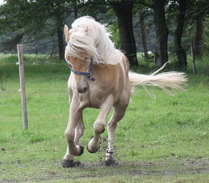 Haflinger Rabæks Cuba - Min baby :)  billede 1