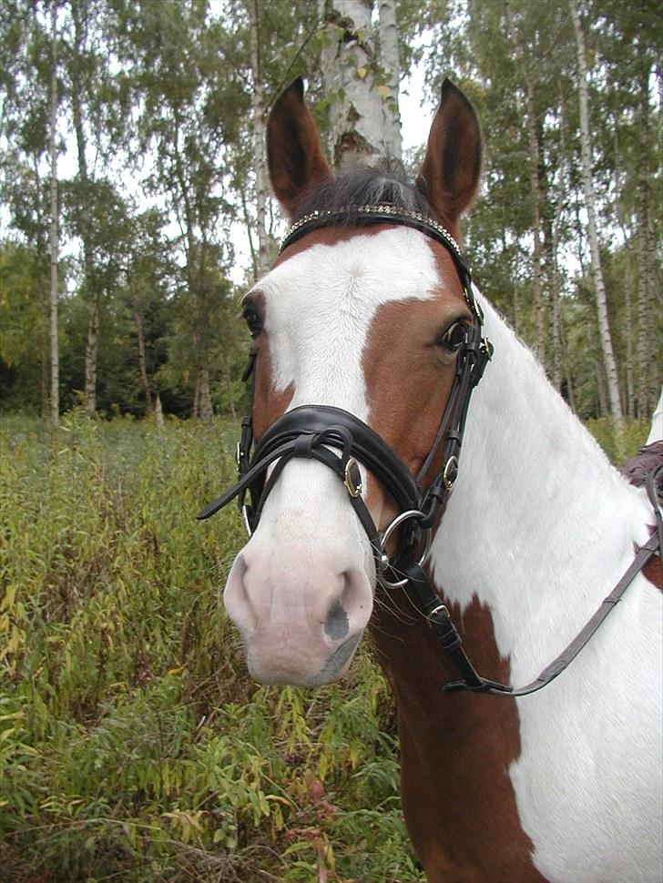 Anden særlig race Tarzan (Udlånshest) - Tarzan i skoven billede 1