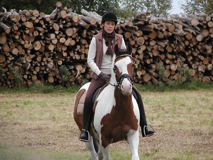 Anden særlig race Tarzan (Udlånshest) billede 3