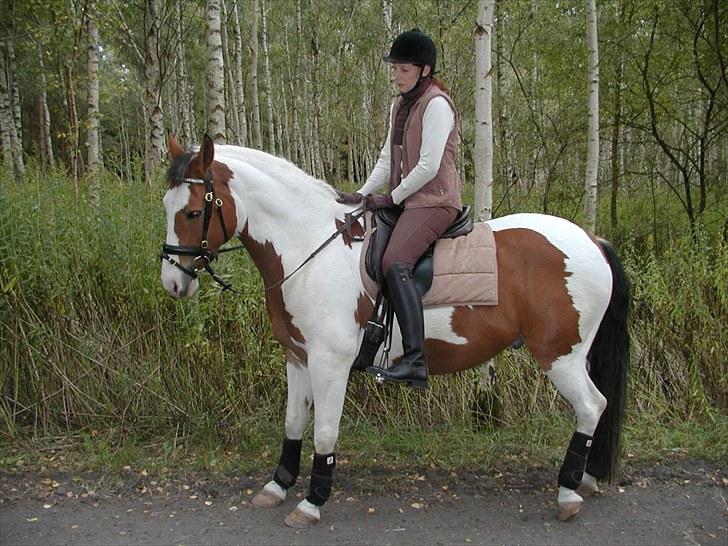 Anden særlig race Tarzan (Udlånshest) billede 4