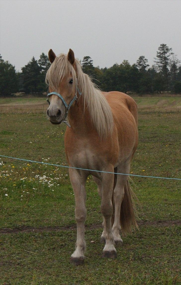 Haflinger Rabæks Cuba - Min Baby :) billede 5