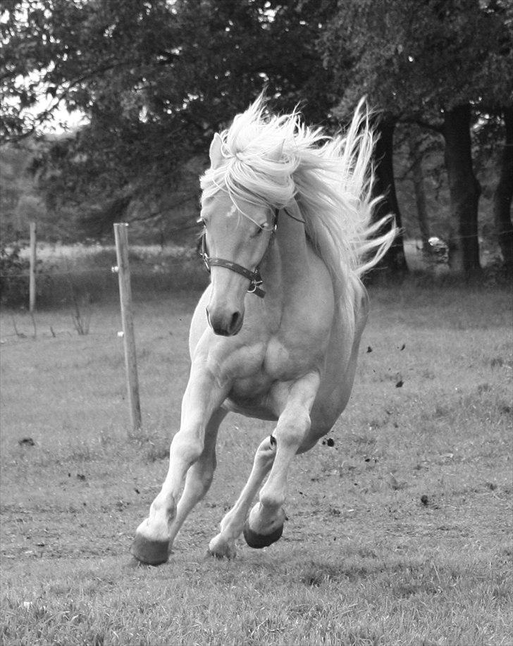 Haflinger Rabæks Cuba - Min baby :) billede 6
