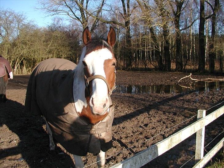 Anden særlig race Tarzan (Udlånshest) - På folden billede 5