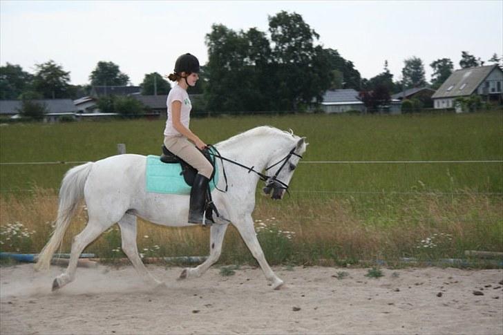 Welsh Cob (sec D) Sheila - Hun går desværre baglod. men vi arbejder på at hun IKKE skal. billede 11