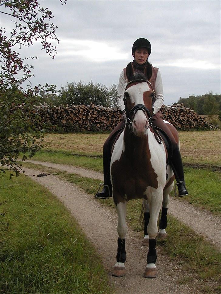 Anden særlig race Tarzan (Udlånshest) billede 6