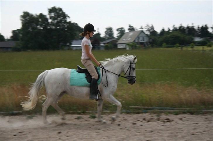Welsh Cob (sec D) Sheila - Det var bedre :-))) billede 12
