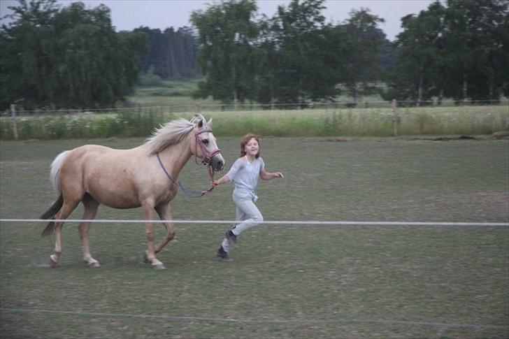Anden særlig race Isabella billede 11