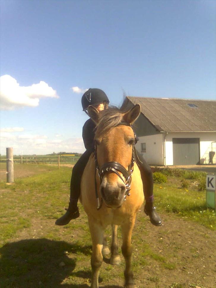 Fjordhest Tulle †  billede 12