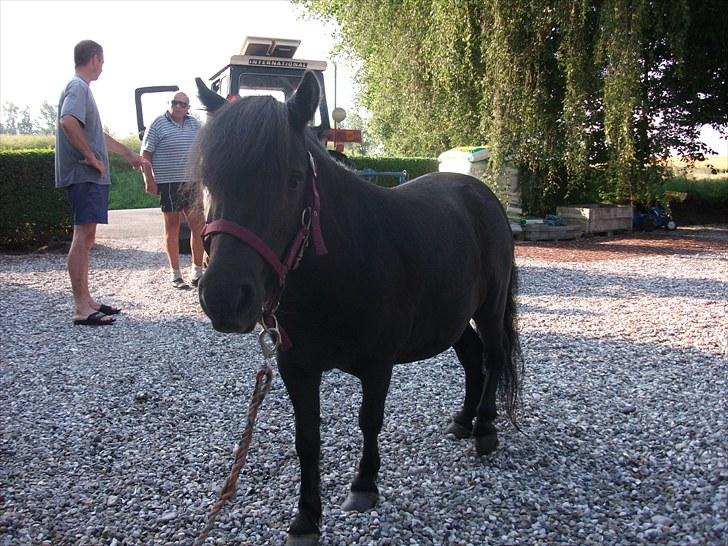 Shetlænder / Miniature Tulle - 8| Theres nothing that can´t be done, if we raise our voice in one.. - Lige da jeg havde fået hende. :-) Foto: JGM 10/7 -10. billede 8