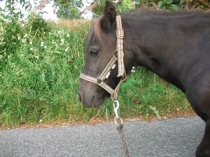 Shetlænder / Miniature Tulle - 9| Let your soul be your pilot, and you will find the right.. Foto: JGM 14/7 -10. billede 9