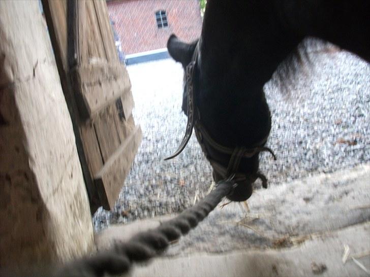 Shetlænder / Miniature Tulle - 10| Sandt venskab findes, hvor tavshed mellem to væsner er behagelig.. Foto: JGM 14/7 -10. billede 10