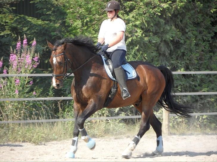 Dansk Varmblod ziwas R.I.P   billede 5