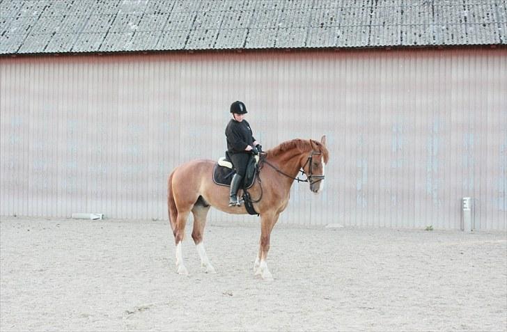 Anden særlig race Safir billede 20