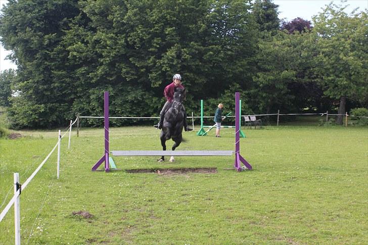 Anden særlig race Pixieline  billede 19